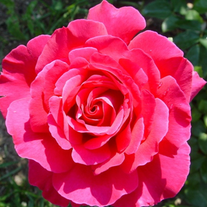 Vrtnica intenzivnega vonja - Roza - Velasquez® - 